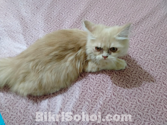 Persian male cat